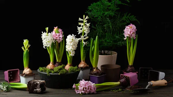 Sadzenie Hiacynt Kwiatów Zimowych Lub Wiosennych Czarnym Tle Koncepcja Ogrodnictwa — Zdjęcie stockowe