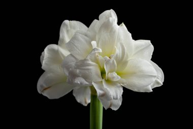 Siyah arka planda beyaz kış noeli çiçek aryllis