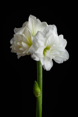 Siyah arka planda beyaz kış noeli çiçek aryllis