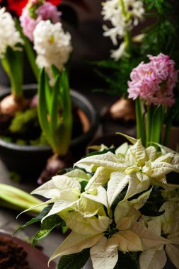 planting winter or spring flowers hyacinth poinsettia on black background, gardening concept