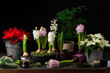 planting winter or spring flowers hyacinth poinsettia on black background, gardening concept