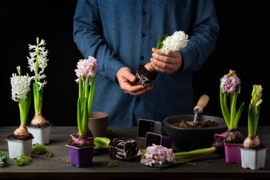 man gardener planting winter or spring flowers hyacinth on black background