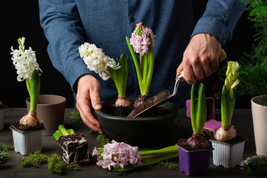 man gardener planting winter or spring flowers hyacinth on black background