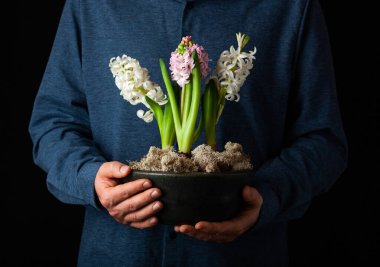 man gardener planting winter or spring flowers hyacinth on black background