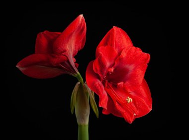 red winter christmas flower amaryllis Merry Christmas on black background