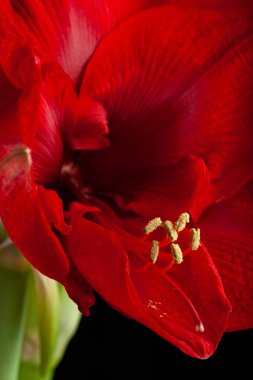 Kızıl kış yılbaşı çiçeği Amaryllis Mutlu Noeller