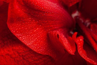 red winter christmas flower amaryllis Merry Christmas close-up