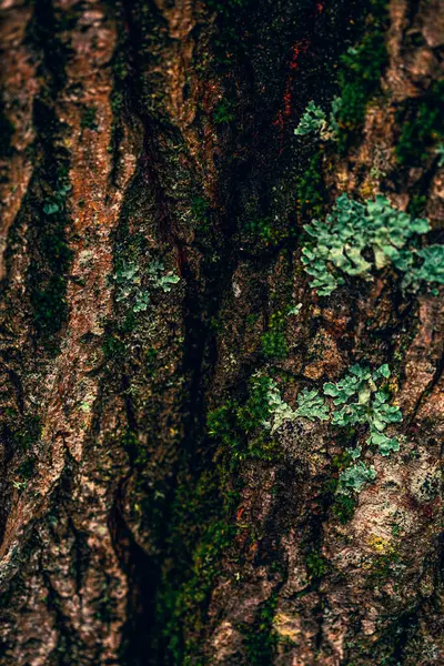 Árvore Mal Humorado Escuro Com Textura Fundo Musgo — Fotografia de Stock