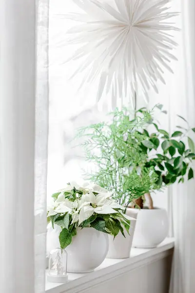 Arranjo Janela Aconchegante Branco Conceito Natal Inverno Flor Poinsettia — Fotografia de Stock