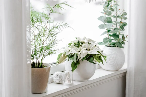 Arrangement Fenêtre Confortable Blanc Concept Noël Hiver Fleur Poinsettia — Photo