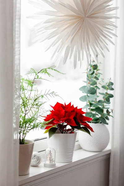 white cozy window arrangement, winter christmas concept, poinsettia flower