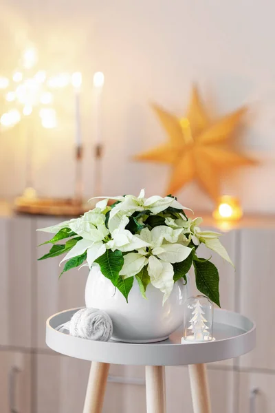 Aménagement Intérieur Confortable Festif Concept Noël Hiver Fleur Blanche Poinsettia — Photo