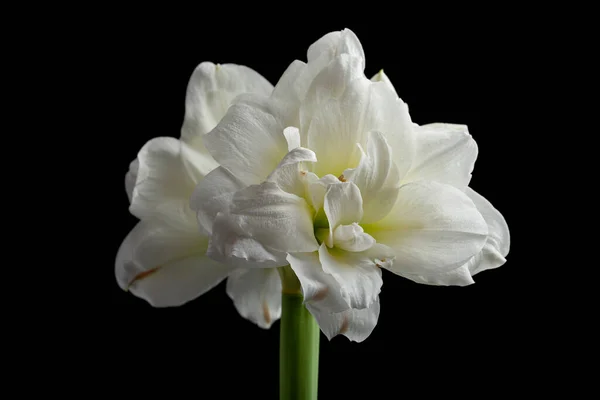 Blanc Hiver Noël Fleur Amaryllis Sur Fond Noir — Photo