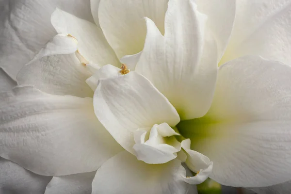 Blanc Hiver Noël Fleur Amaryllis Gros Plan — Photo