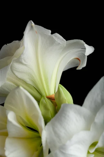 Blanc Hiver Noël Fleur Amaryllis Sur Fond Noir — Photo