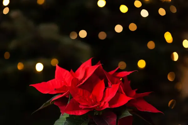 Inverno Conceito Natal Flor Poinsettia Vermelho Luzes — Fotografia de Stock