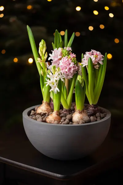 Zima Boże Narodzenie Kwiat Hiacynt Przeciwko Drzewu Światłami — Zdjęcie stockowe