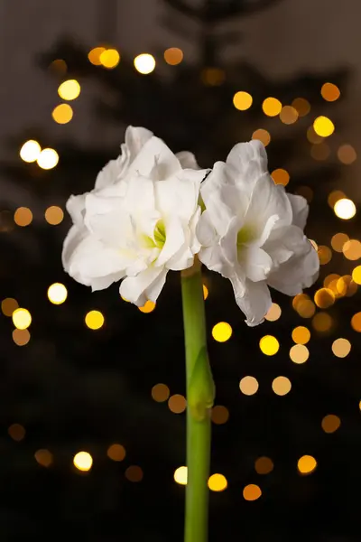 Aménagement Intérieur Confortable Festif Concept Noël Hiver Fleur Amaryllis Blanche — Photo
