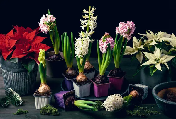 Planting Winter Spring Flowers Hyacinth Poinsettia Black Background Gardening Concept — Fotografia de Stock