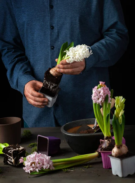 Чоловік Садівник Висаджує Зимові Або Весняні Квіти Гіацинт Чорному Тлі — стокове фото