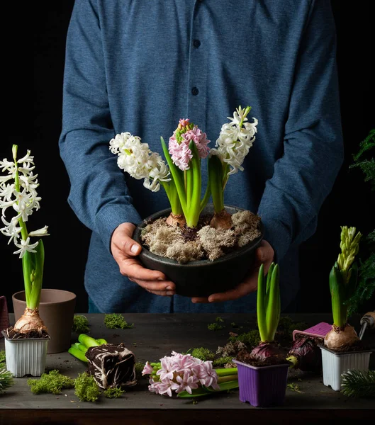 man gardener planting winter or spring flowers hyacinth on black background