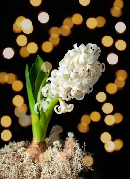 White Hyacinth Traditional Winter Christmas Spring Flower Black Background — Zdjęcie stockowe