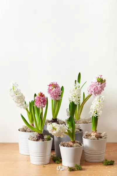 White Pink Hyacinth Traditional Winter Christmas Spring Flower — Zdjęcie stockowe