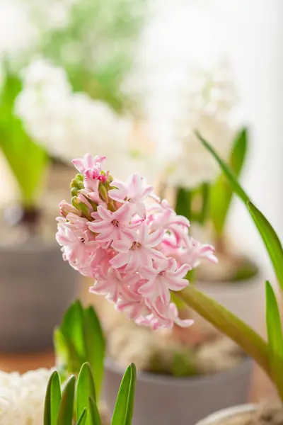 White Pink Hyacinth Traditional Winter Christmas Spring Flower — Zdjęcie stockowe
