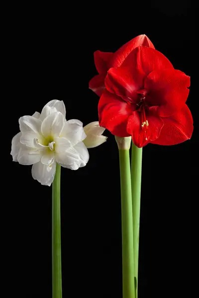 Blanc Rouge Hiver Fleur Noël Amaryllis Sur Fond Noir — Photo