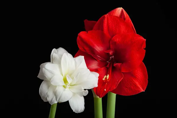 Metaphor Love Passion Sex Erotic Couple Two Amaryllis Flowers Touching — Photo