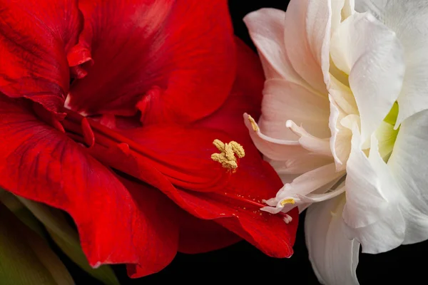 Metaphor Love Passion Sex Erotic Couple Two Amaryllis Flowers Touching — Photo