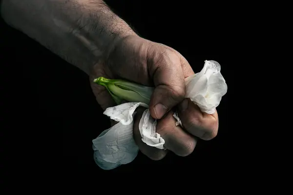 Hand Crumpling White Fragile Flower Metaphor Violence Abuse Aggression — Stock Photo, Image