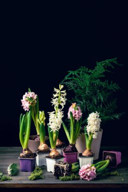 planting winter or spring flowers hyacinth on black background, gardening concept