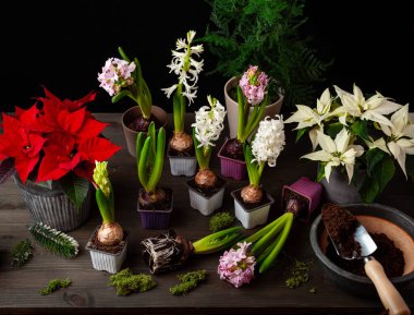 planting winter or spring flowers hyacinth poinsettia on black background, gardening concept
