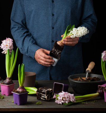 man gardener planting winter or spring flowers hyacinth on black background