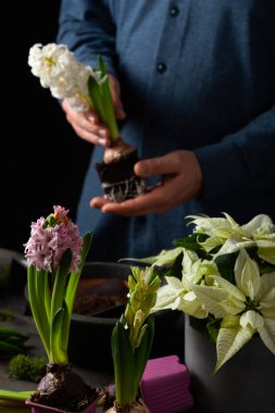 man gardener planting winter or spring flowers hyacinth on black background