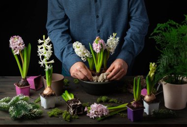 man gardener planting winter or spring flowers hyacinth on black background