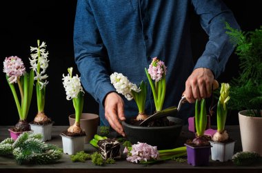 man gardener planting winter or spring flowers hyacinth on black background