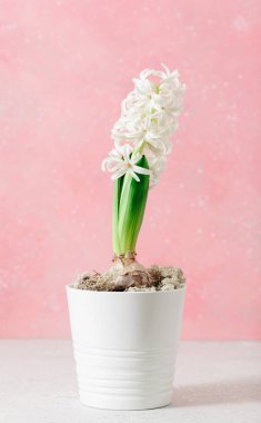 white pink hyacinth traditional winter christmas or spring flower