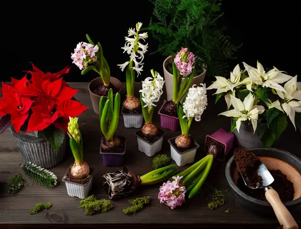 Planting Winter Spring Flowers Hyacinth Poinsettia Black Background Gardening Concept — Fotografia de Stock