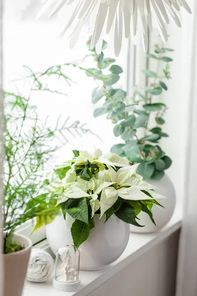 Arrangement Fenêtre Confortable Blanc Concept Noël Hiver Fleur Poinsettia Lumières Images De Stock Libres De Droits