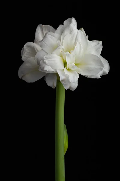 Biały Zima Boże Narodzenie Kwiat Amaryllis Czarnym Tle Obraz Stockowy