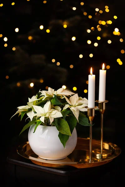 Εορταστική Ζεστή Εσωτερική Διαρρύθμιση Χειμώνα Χριστούγεννα Έννοια Λευκό Λουλούδι Poinsettia Φωτογραφία Αρχείου