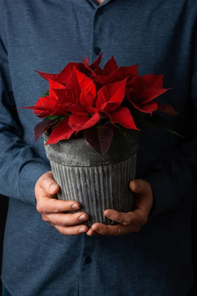 Homme Jardinier Tenant Fleurs Hiver Poinsettia Sur Fond Noir Images De Stock Libres De Droits