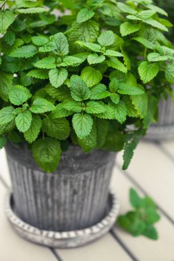 Balkondaki saksıda limon merhemi (melissa), şehir konteynır bahçesi konsepti