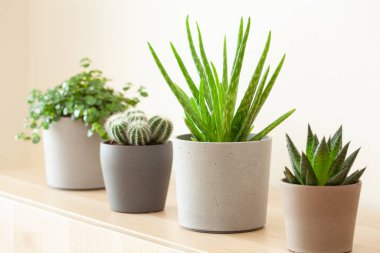 Yeşil bitkiler sulu aloe vera, gasteria duval, pilea depresisa