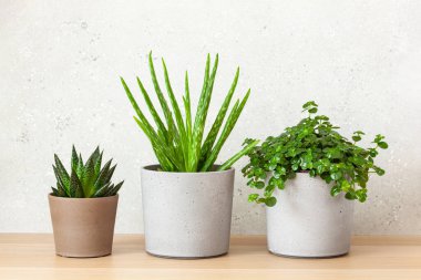 Yeşil bitkiler sulu aloe vera, gasteria duval, pilea depresisa