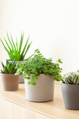 Yeşil bitkiler sulu aloe vera, gasteria duval, pilea depresisa
