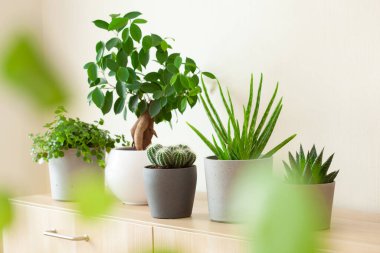 yeşil bitkiler kaktüs sulu aloe vera, gasteria duval, pilea depresisa, parodia warasii, ficus