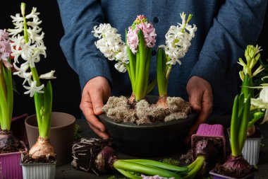 man gardener planting winter or spring flowers hyacinth on black background